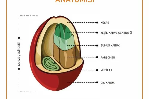 Kahve çekirdeğinin anatomisi
